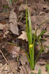 Curtis' star-grass